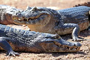 Caiman: South America, Brazil, Pantanal. A few caiman