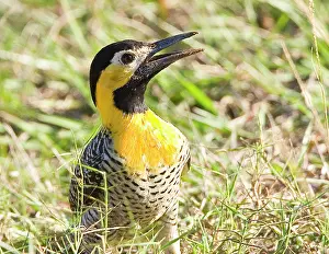 Flicker: South America, Brazil, Pantanal. Campo flicka