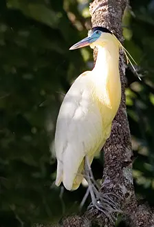 Williams: South America, Brazil, Pantanal. Capped