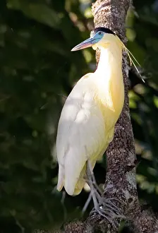Williams: South America, Brazil, Pantanal. Capped