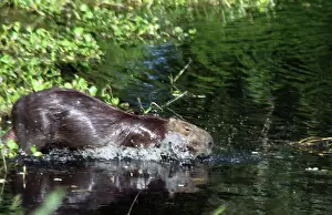 Hydrochaeris: South America, Brazil, Pantanal. A Capybara