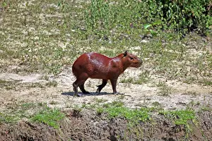 Hydrochaeris: South America, Brazil, Pantanal. The Capybara