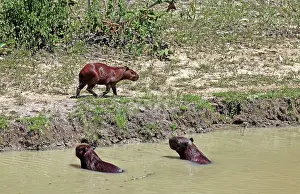 Hydrochaeris: South America, Brazil, Pantanal. Capybaras