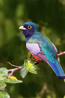 Williams: South America, Brazil, Pantanal. Close-up