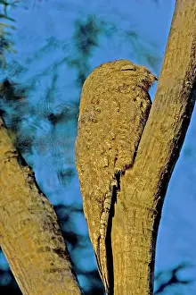 Williams: South America, Brazil, Pantanal. Common