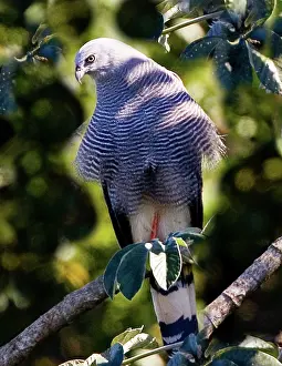 Williams: South America, Brazil, Pantanal. Crane hawk