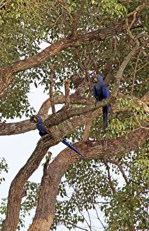 Hyacinthinus: South America, Brazil, Pantanal. The endangered