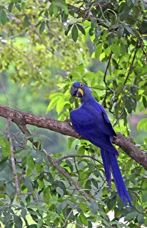 Hyacinthinus: South America, Brazil, Pantanal. The endangered