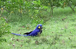 Hyacinthinus: South America, Brazil, Pantanal. The endangered