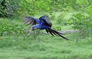 Hyacinthinus: South America, Brazil, Pantanal. The endangered