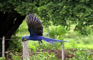 Hyacinth: South America, Brazil, Pantanal. The endangered