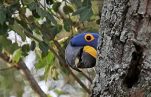 Peeking: South America, Brazil, Pantanal. The endangered