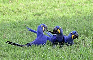 Hyacinth: South America, Brazil, Pantanal. The endangered
