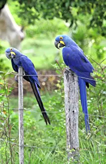 Hyacinth: South America, Brazil, Pantanal. The endangered