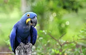 Claw: South America, Brazil, Pantanal. The endangered