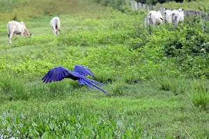 Hyacinth: South America, Brazil, Pantanal. The endangered