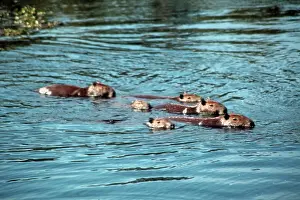 Hydrochaeris: South America, Brazil, Pantanal. A family