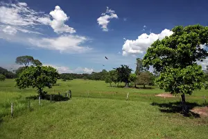 Caiman: South America, Brazil, Pantanal. Grassland