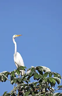 Floodplain: South America, Brazil, Pantanal. The Great