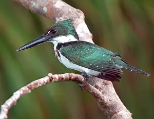 Williams: South America, Brazil, Pantanal. Green kingfisher