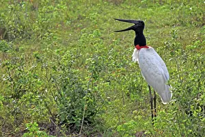 Floodplain: South America, Brazil, Pantanal. Jabiru
