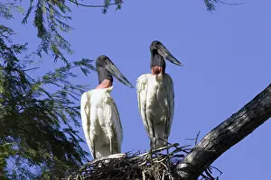 Williams: South America, Brazil, Pantanal. Jabiru