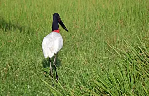 Kymri: South America, Brazil, Pantanal. Jabiru
