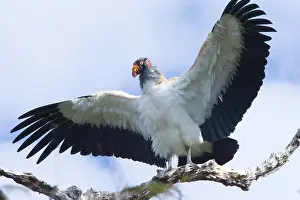Williams: South America, Brazil, Pantanal. King vulture