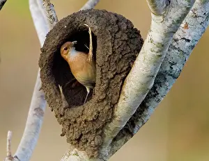 Williams: South America, Brazil, Pantanal. Ovenbird