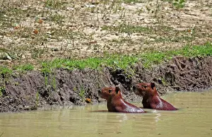 Hydrochaeris: South America, Brazil, Pantanal. A pair