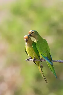 Peach: South America, Brazil, Pantanal. Two peach-fronted