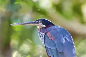 Williams: South America, Brazil, Pantanal. Portrait