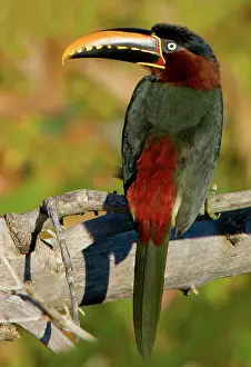 Williams: South America, Brazil, Pantanal. Portrait