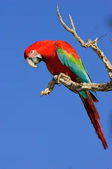 Williams: South America, Brazil, Pantanal. Red and