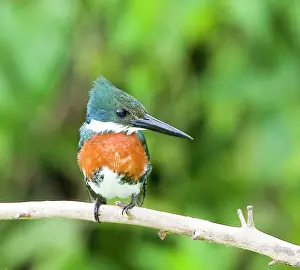 Williams: South America, Brazil, Pantanal. Ringed