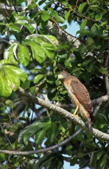 Roadside: South America, Brazil, Pantanal. The Roadside