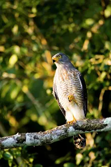 Roadside: South America, Brazil, Pantanal. Roadside