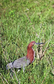 Ardeidae: South America, Brazil, Pantanal. The Rufescent