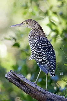 Williams: South America, Brazil, Pantanal. Rufescent