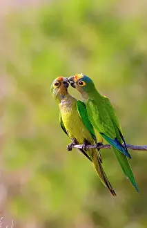 Peach: South America, Brazil, Pantanal, San Francisco