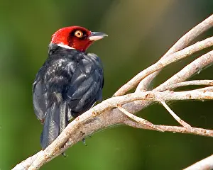 Cardinal: South America, Brazil, Pantanal, San Francisco