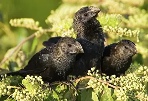 Cafe: South America, Brazil, Pantanal. Three thick-billed