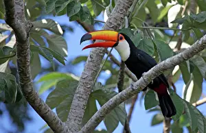 Feathered: South America, Brazil, Pantanal. A Toco