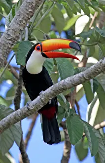 Feathered: South America, Brazil, Pantanal. A Toco