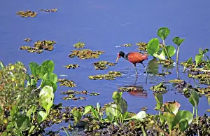 Wattled: South America, Brazil, Pantanal. The Wattled