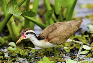 Wattled: South America, Brazil, Pantanal. Wattled