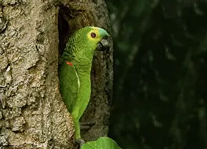 Williams: South America, Brazil, Pantanal. White-eyed