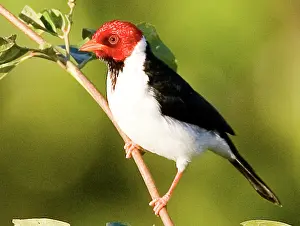 Cardinal: South America, Brazil, Pantanal. Yellow-billed