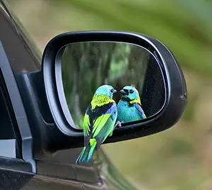 Williams: South America, Brazil, Rio de Janeiro. Tanager