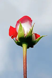 Nursery: South America, Ecuador, Cayambe. Single